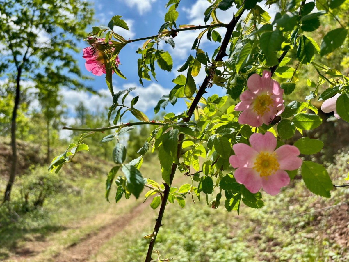 Minett Trail: Differdange –&nbsp;Belval-Rédange